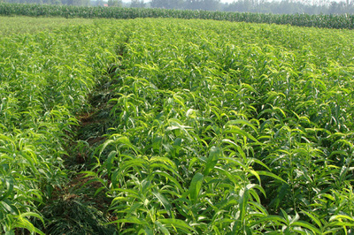 新川中島樹苗種植技術(shù)詳解