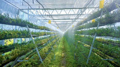 科技賦能，智慧引領(lǐng) 樂(lè)清市以“機(jī)器換人”驅(qū)動(dòng)現(xiàn)代農(nóng)業(yè)高質(zhì)量發(fā)展，喜獲省級(jí)種植技術(shù)開發(fā)榮譽(yù)